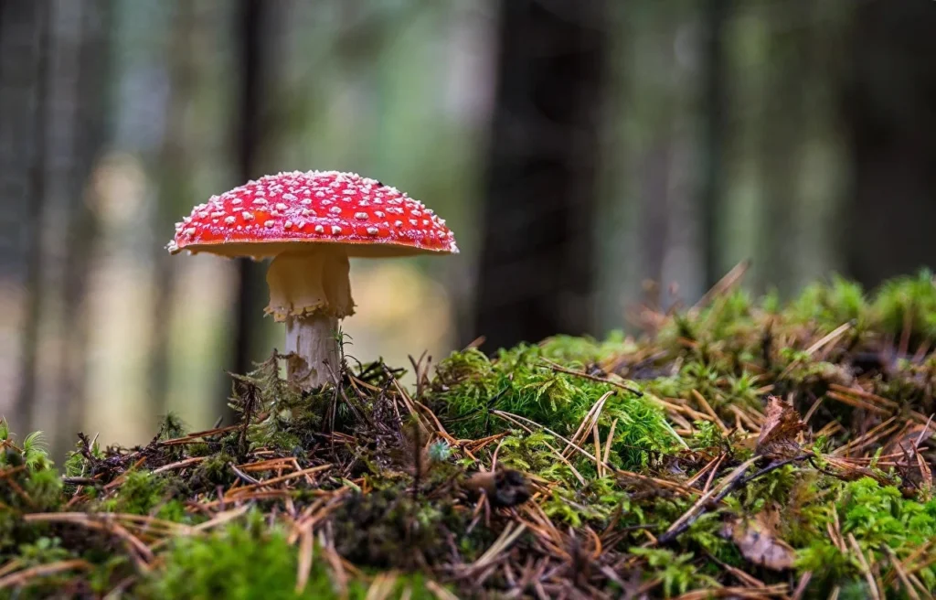 Fliegenpilz als Paar-Erlebnis: Gemeinsame Wellness-Rituale stärken : Gemeinsame