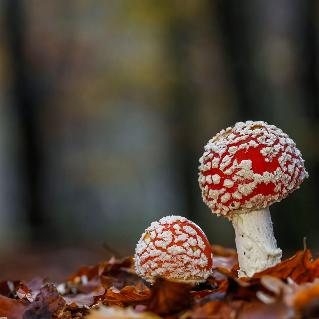 Fliegenpilz erkennen